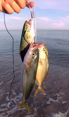 ツバスの釣果