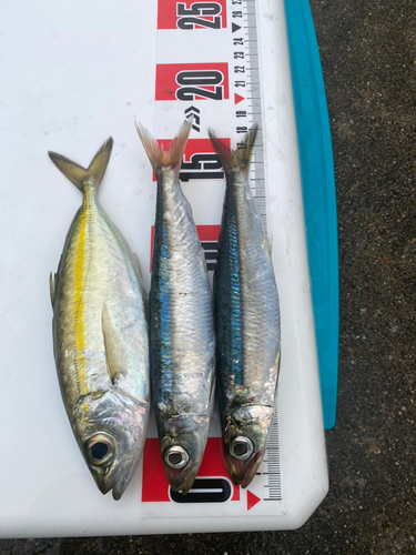 マイワシの釣果