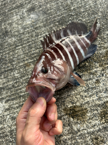 マハタの釣果