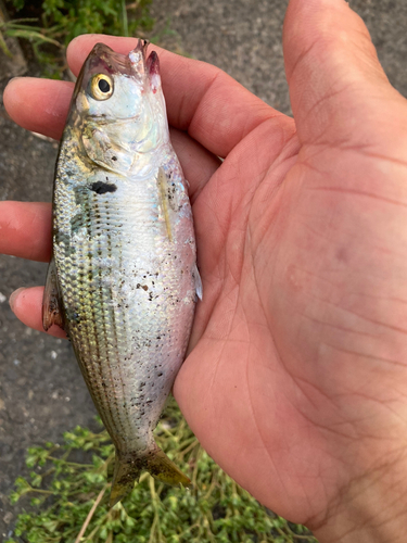 コノシロの釣果