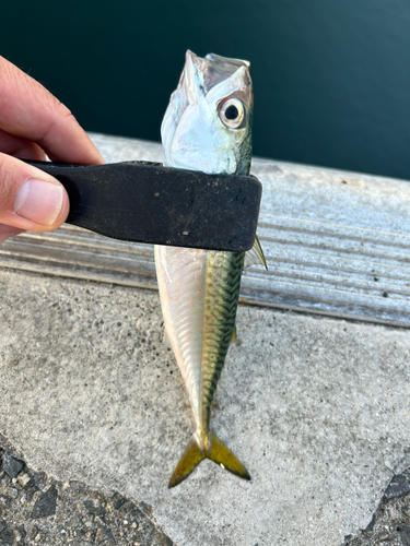 サバの釣果