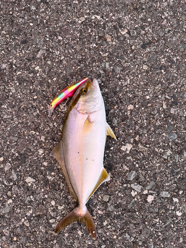 ショゴの釣果