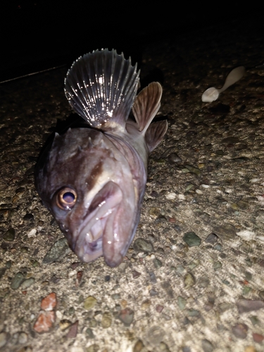 クロソイの釣果