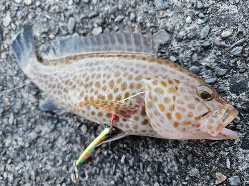 オオモンハタの釣果