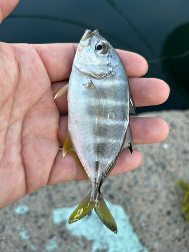 メッキの釣果