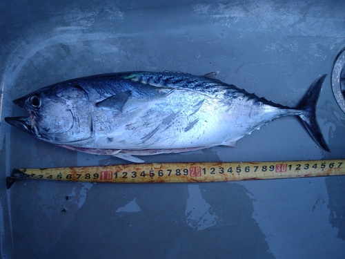 ソウダガツオの釣果