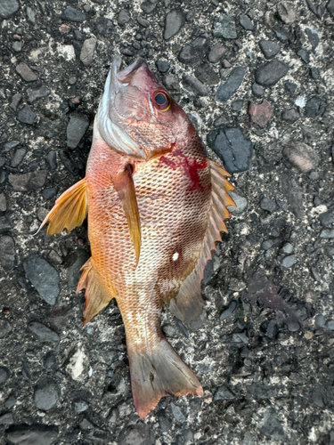 用宗広野海岸公園