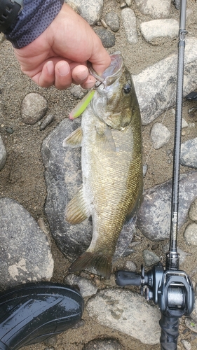 スモールマウスバスの釣果