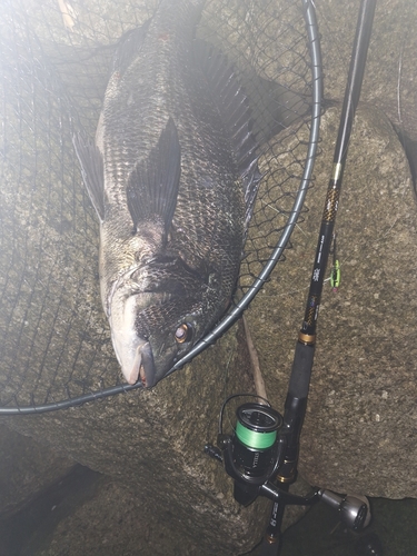 クロダイの釣果