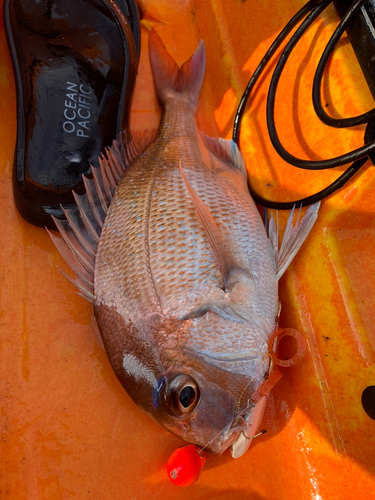 マダイの釣果