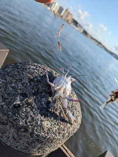 カニの釣果