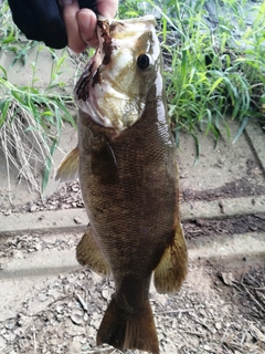 スモールマウスバスの釣果