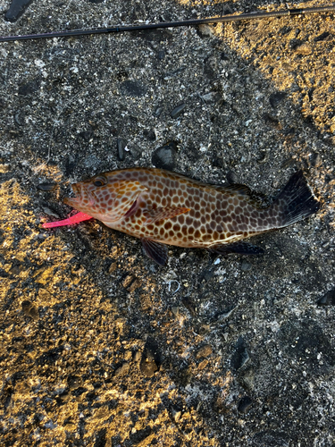 オオモンハタの釣果