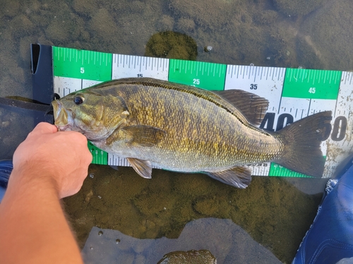 スモールマウスバスの釣果