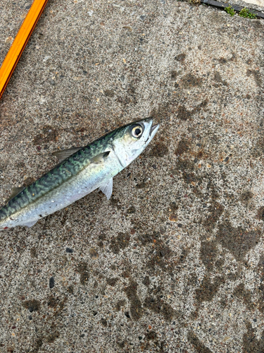 サバの釣果