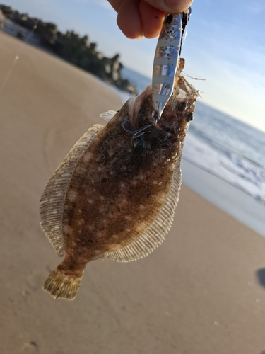 ソゲの釣果