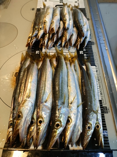 カマスの釣果