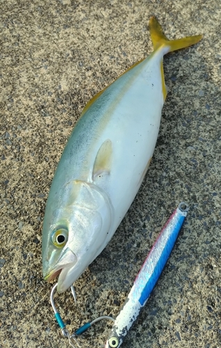 ワカシの釣果