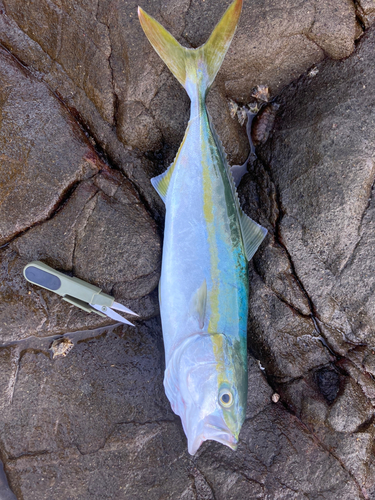 イナダの釣果