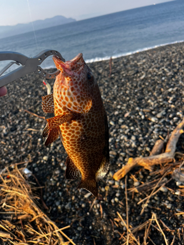 オオモンハタの釣果