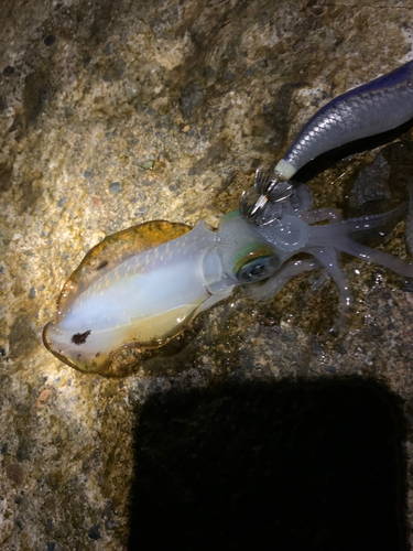 アオリイカの釣果