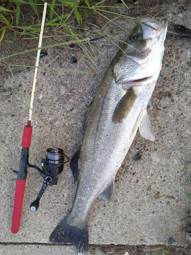 シーバスの釣果