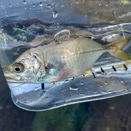 メッキの釣果