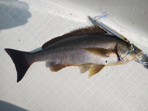 イサキの釣果