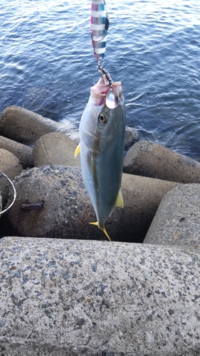 ツバスの釣果