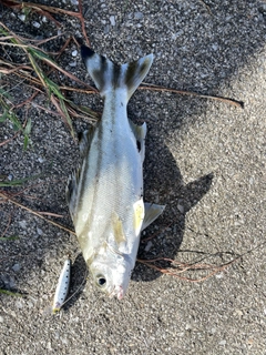 コトヒキの釣果