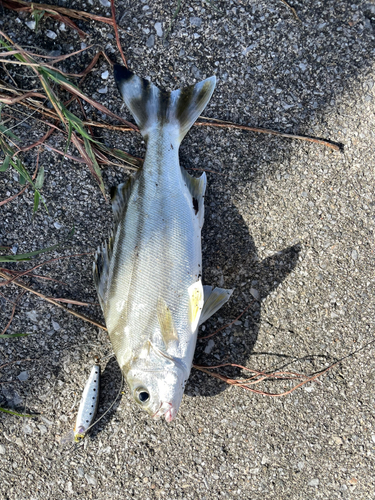 コトヒキの釣果