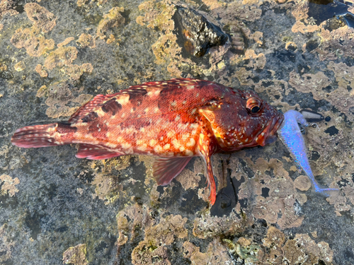 カサゴの釣果