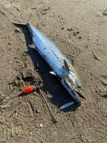 サゴシの釣果