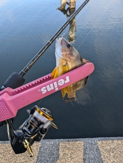 ヨコスジフエダイの釣果