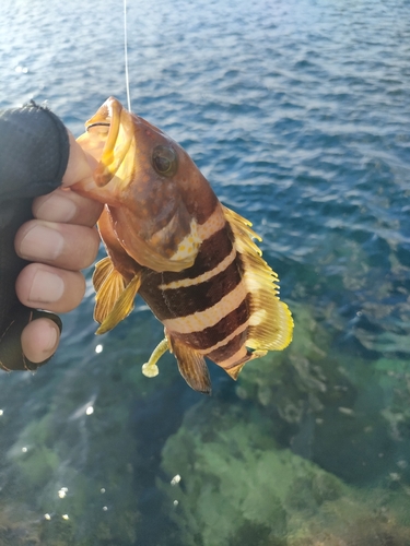 アオハタの釣果