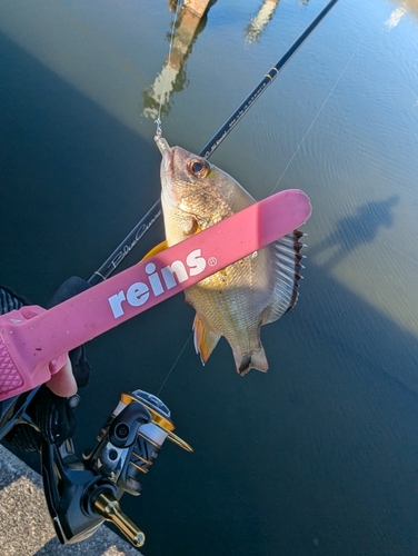 バラフエダイの釣果