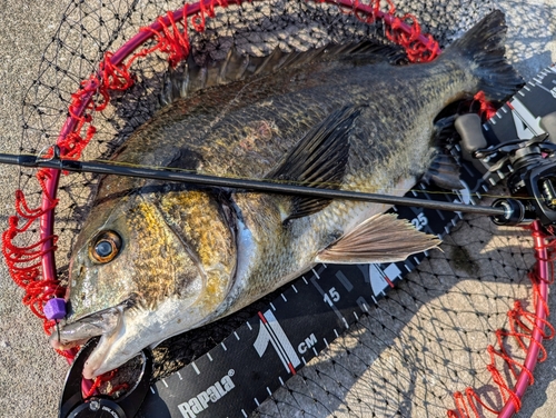 チヌの釣果