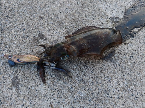 アオリイカの釣果