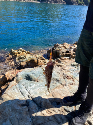 アコウの釣果