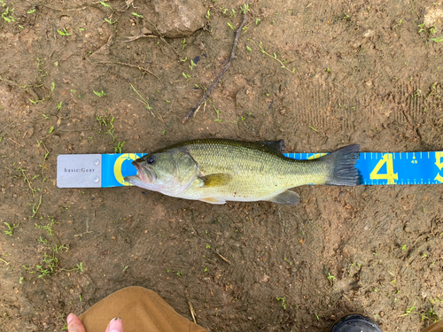 ブラックバスの釣果