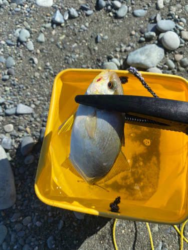 ショゴの釣果