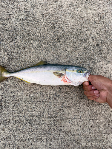 ワカシの釣果