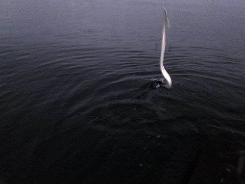 ダツの釣果