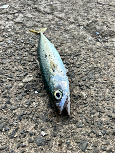 サバの釣果