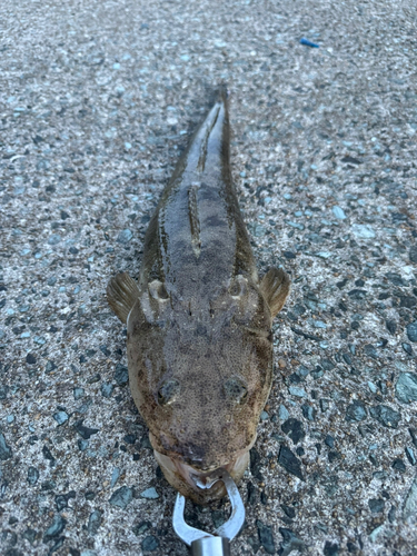 マゴチの釣果