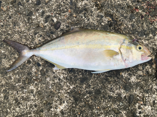 ショゴの釣果