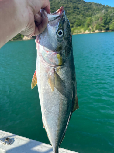 ハマチの釣果