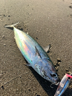 マルソウダの釣果