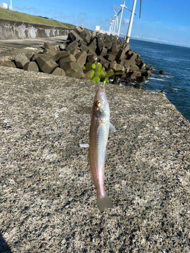 日川浜海岸