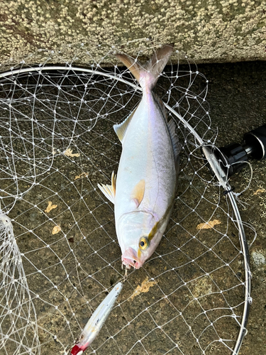 ショゴの釣果